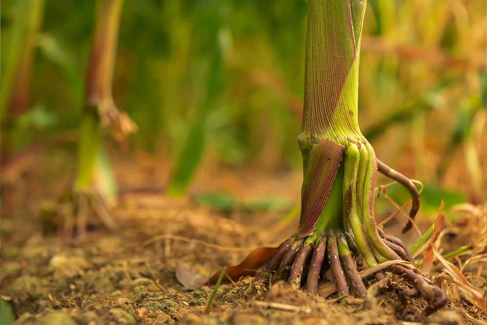 Olotón mixe: maíz ancestral que podría reducir fertilizantes nitrogenados mediante una alianza natural con bacterias Olotón mixe: maíz ancestral que podría reducir fertilizantes nitrogenados mediante una alianza natural con bacterias