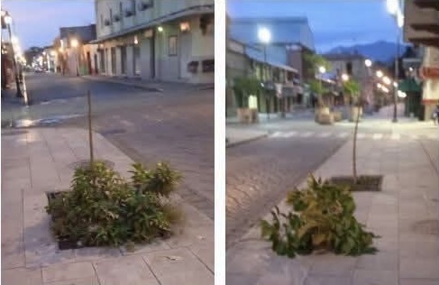 Derriban todos los arbolitos de Miguel Cabrera; fallan vigilancia del C5i y patrullajes municipales en plena madrugada Derriban todos los arbolitos de Miguel Cabrera; fallan vigilancia del C5i y patrullajes municipales en plena madrugada