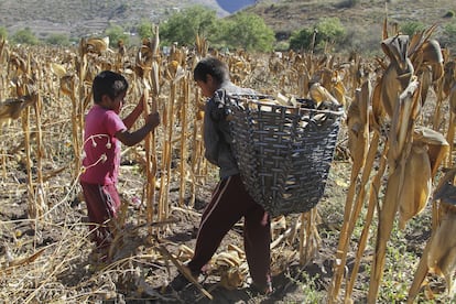 Oaxaca ocupa segundo lugar nacional en trabajo infantil; pobreza y desigualdad amenazan desarrollo de miles de menores