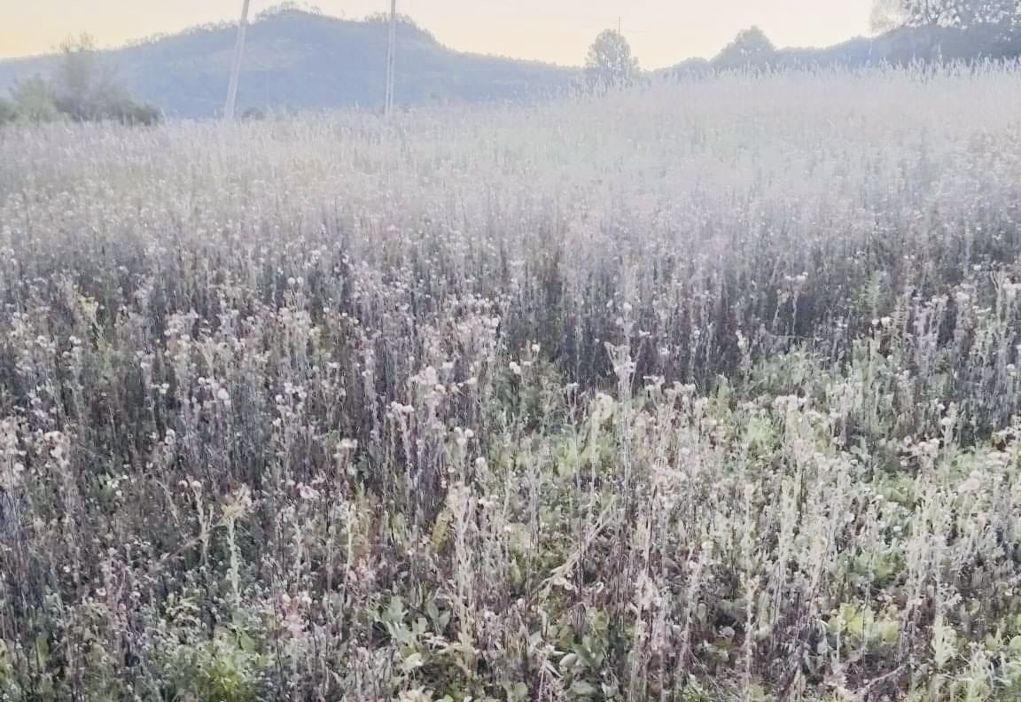 Primera helada cubre de escarcha la Mixteca de Oaxaca y Puebla; alertan por frío, cultivos y población vulnerable Primera helada cubre de escarcha la Mixteca de Oaxaca y Puebla; alertan por frío, cultivos y población vulnerable