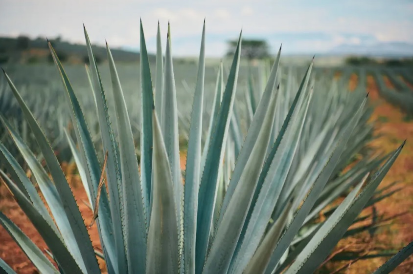 Gobierno federal prepara apoyo para productores por baja en consumo de alcohol Gobierno federal prepara apoyo para productores por baja en consumo de alcohol