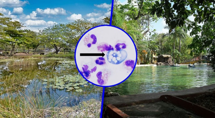 Detectan ameba ‘comecerebros’ en seis lagos artificiales de Mérida; prohíben contacto con el agua