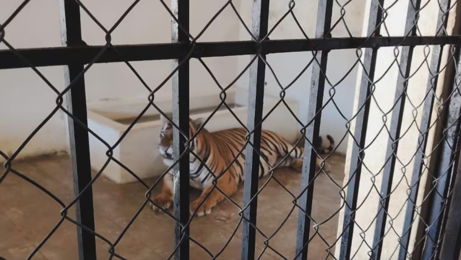 Interpol incauta más de mil animales traficados ilegalmente en América Latina; rutas son las mismas que las del traslado de drogas Interpol incauta más de mil animales traficados ilegalmente en América Latina; rutas son las mismas que las del traslado de drogas
