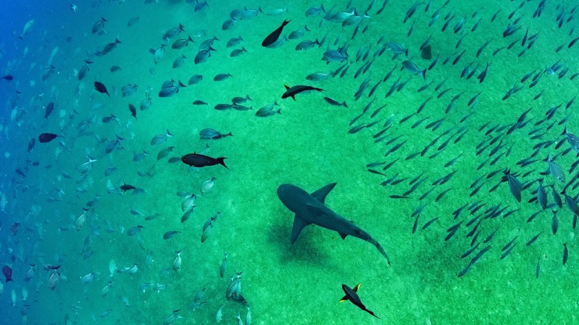 Unesco anuncia recolección de ADN marino para identificar especies amenazadas
