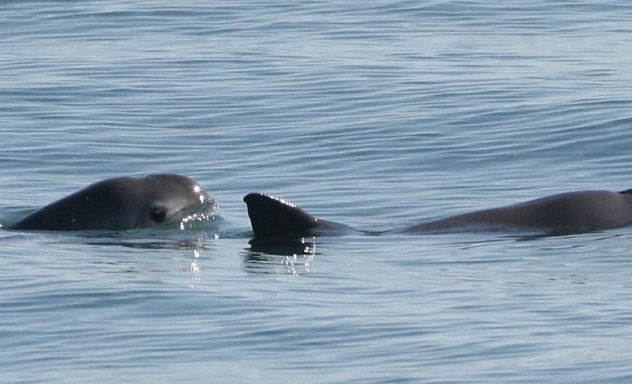¿Por qué el Gobierno redujo el área de protección para la vaquita marina? ‘Pescadores deben vivir bien’