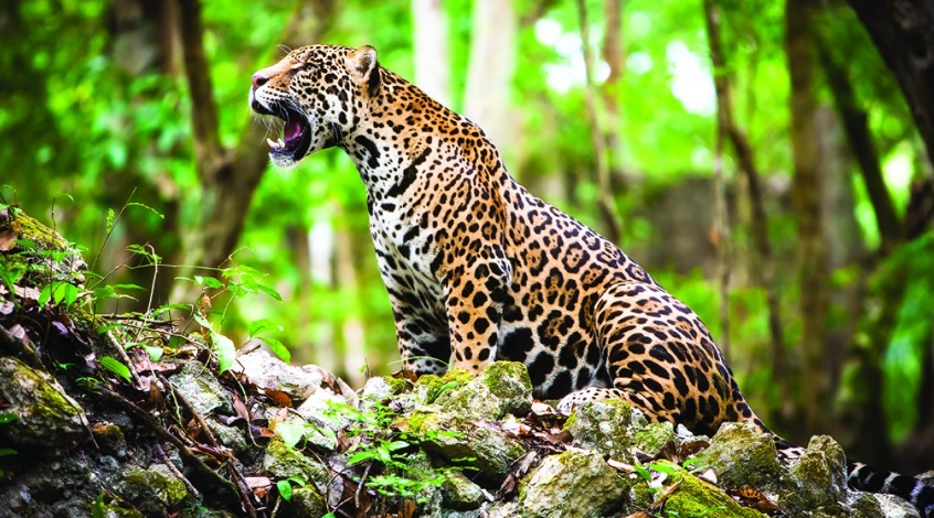 Las poblaciones de especies silvestres se redujeron una media del 73% entre 1970 y 2022: WWF Las poblaciones de especies silvestres se redujeron una media del 73% entre 1970 y 2022: WWF